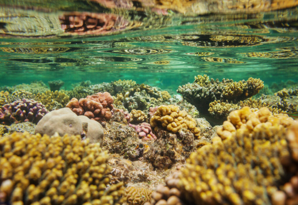 Genetic Innovation: Scientists Crossbreed Corals to Rescue Miami’s Dying Reefs
