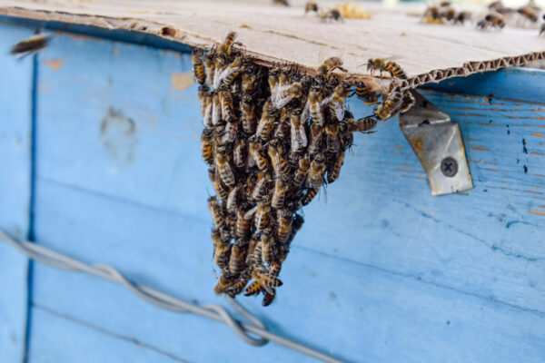 Buzzing with Care: Your Ultimate Guide to Relocating Bee Hives Sustainably!