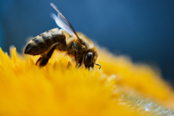Buzzing into Autumn: 8 Must-Have Late-Summer Blooms to Sustain Your Garden’s Pollinators!